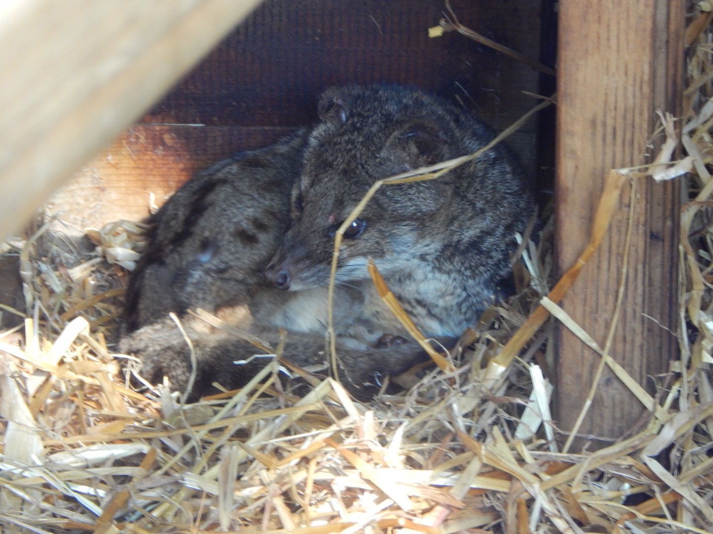 Spotted fanaloka 140421