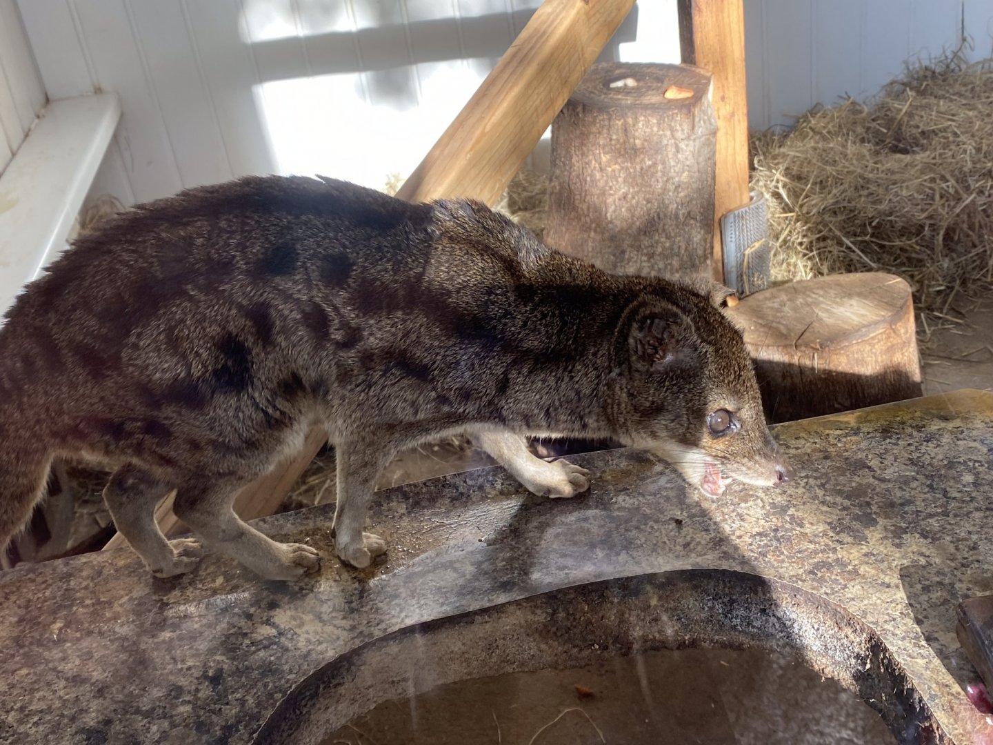 Spotted fanaloka 141023