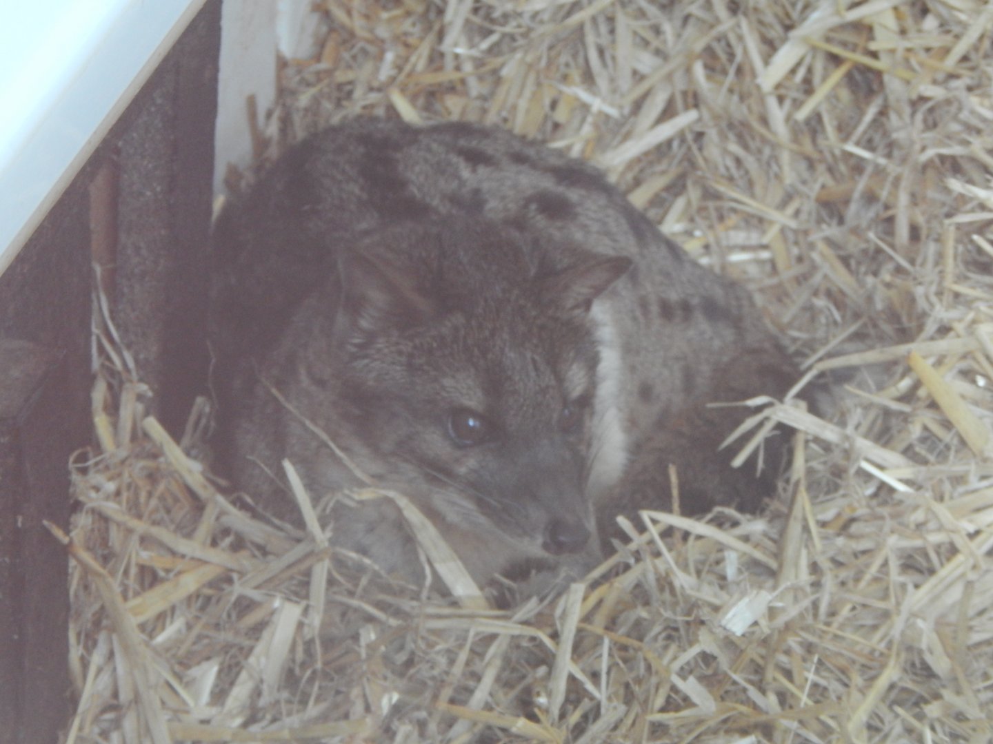 Spotted fanaloka 150522