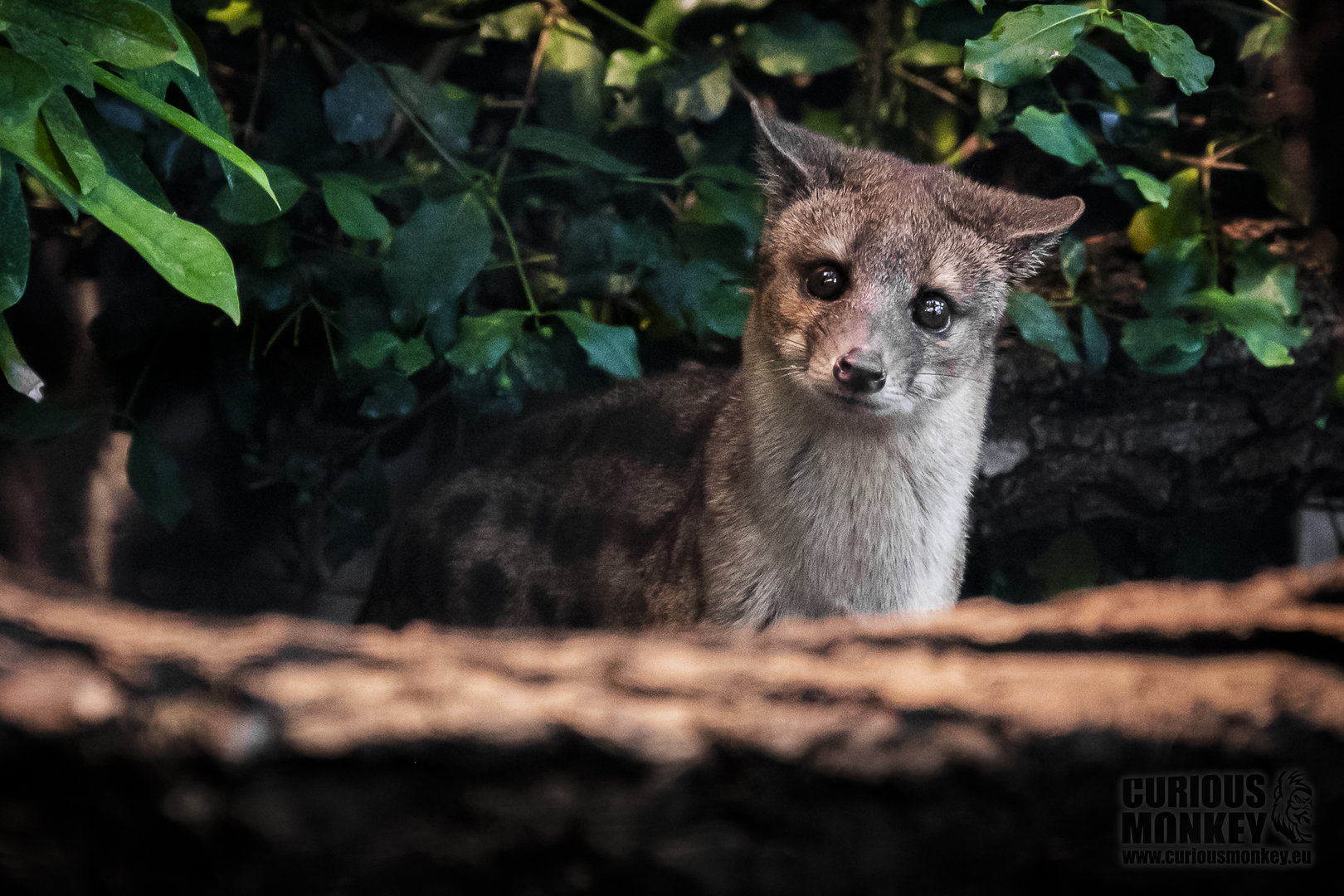 Spotted fanaloka (fossa fossana) 10/23