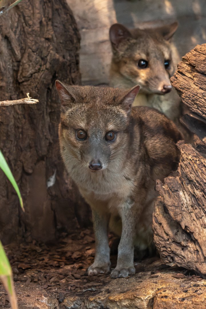 Spotted fanaloka (Fossa fossana)