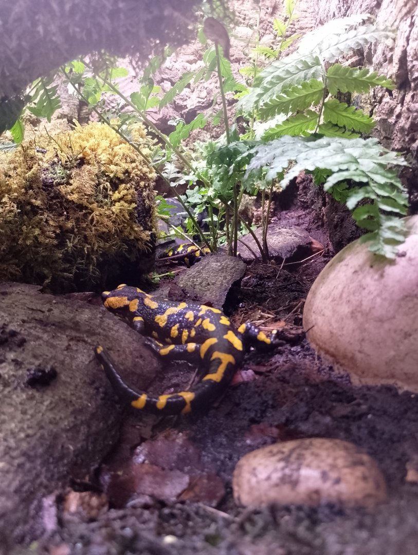 Spotted fire salamander