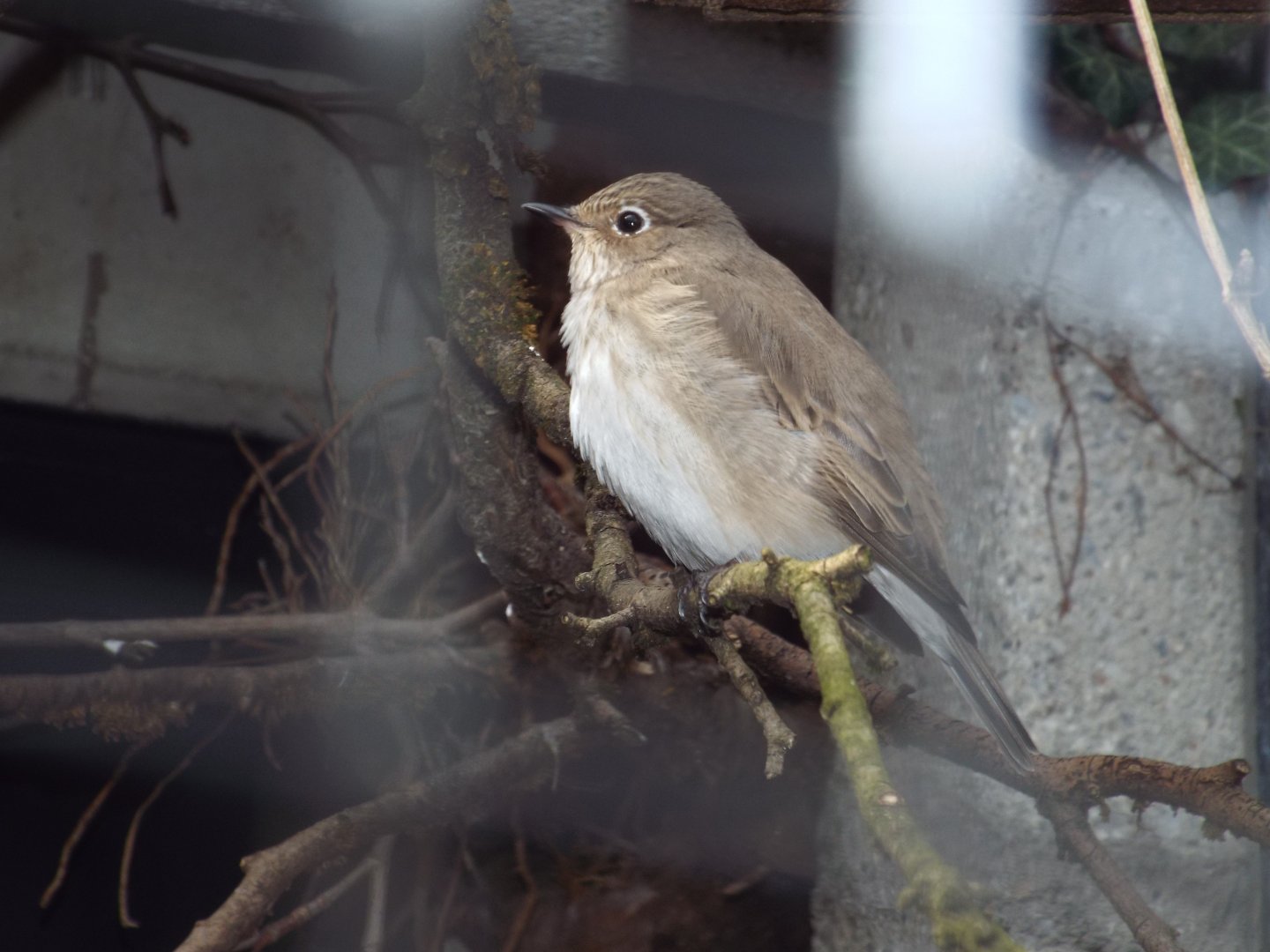 Spotted Flycatcher (Muscicapa striata striata) at Alpenzoo Innsbruck - April 11 2015