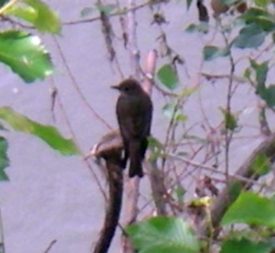 Spotted Flycatcher (Muscicapa striata)