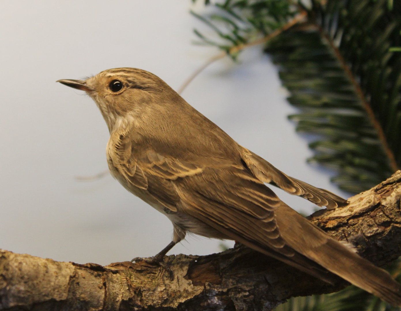 Spotted flycatcher ( Muscicapa Striata )