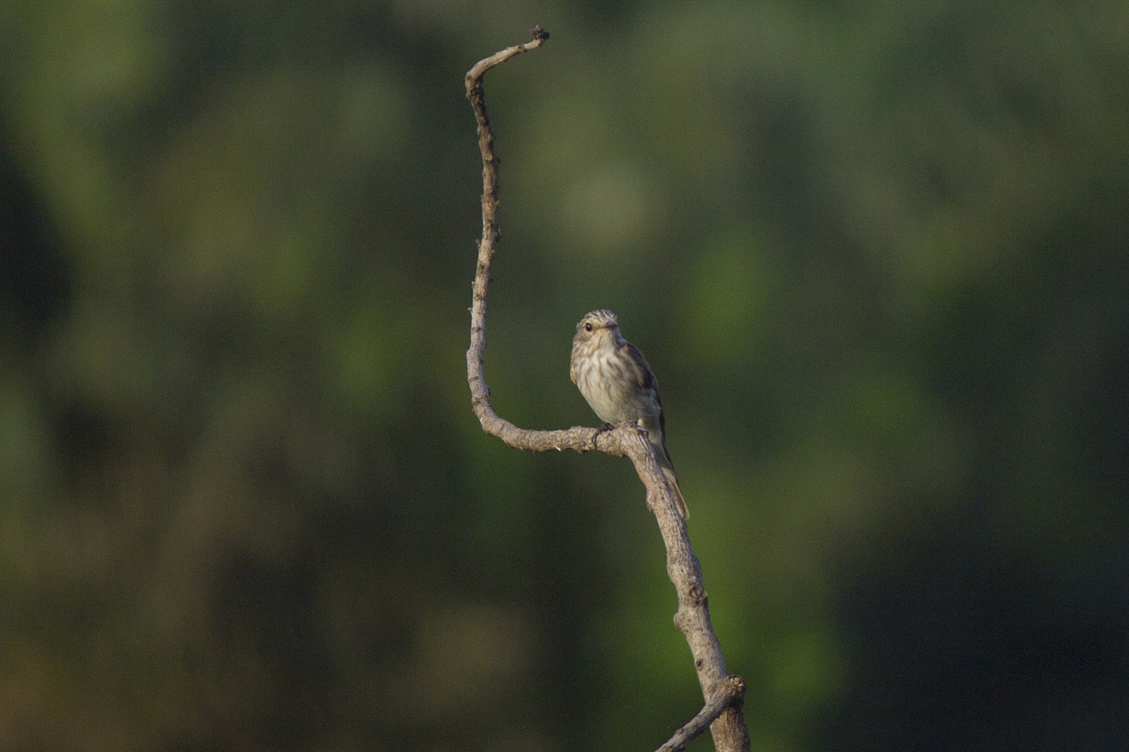 Spotted flycatcher
