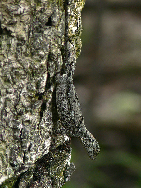 Spotted flying lizard