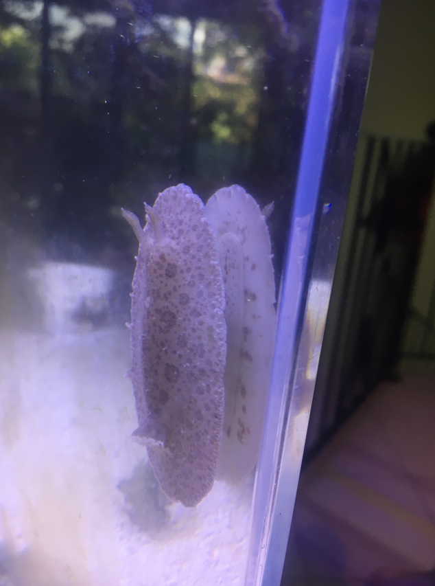 Spotted-foot Nudibranch (Tayuva lilacina) - 2018