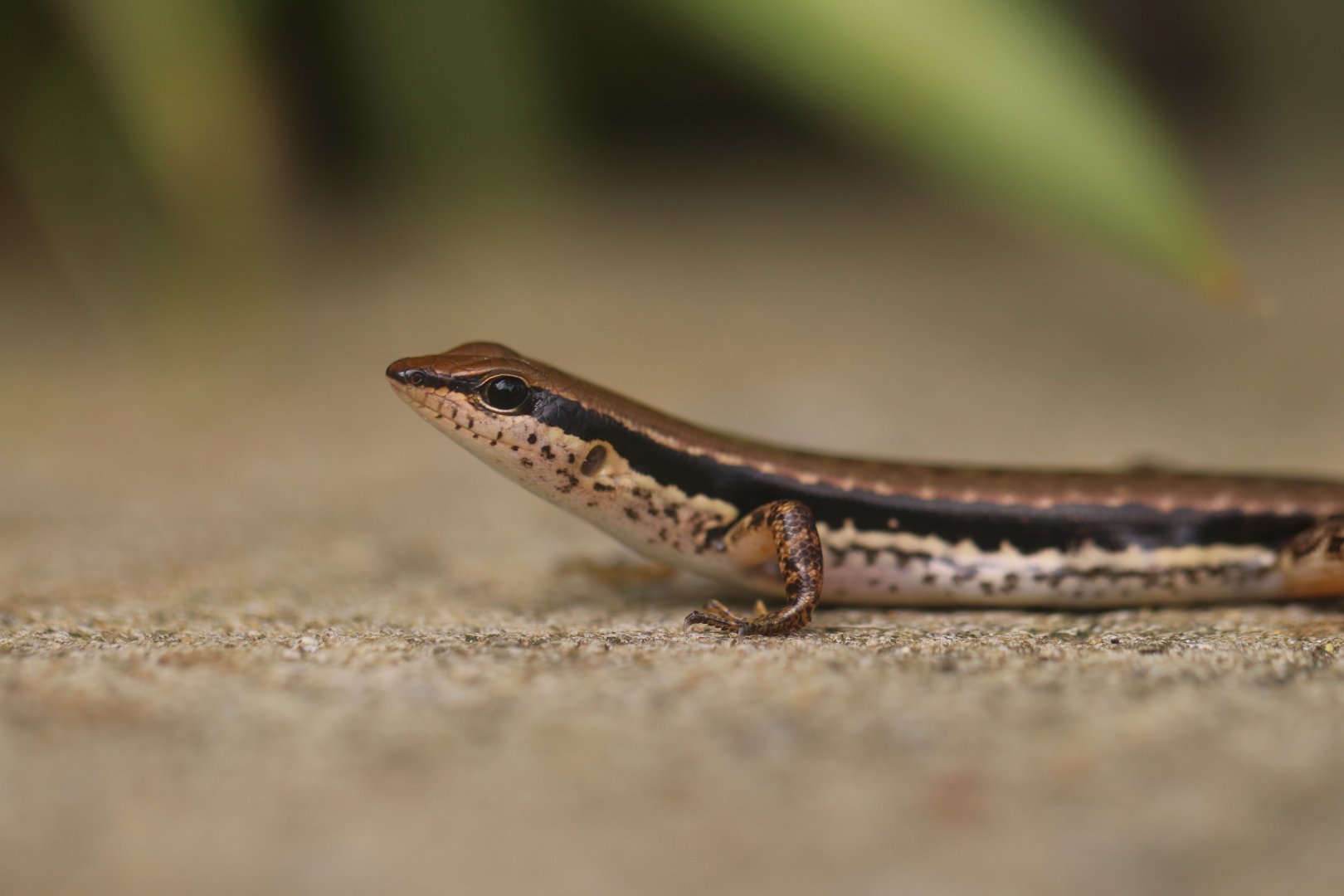 Spotted forest skink (Koh Chang)