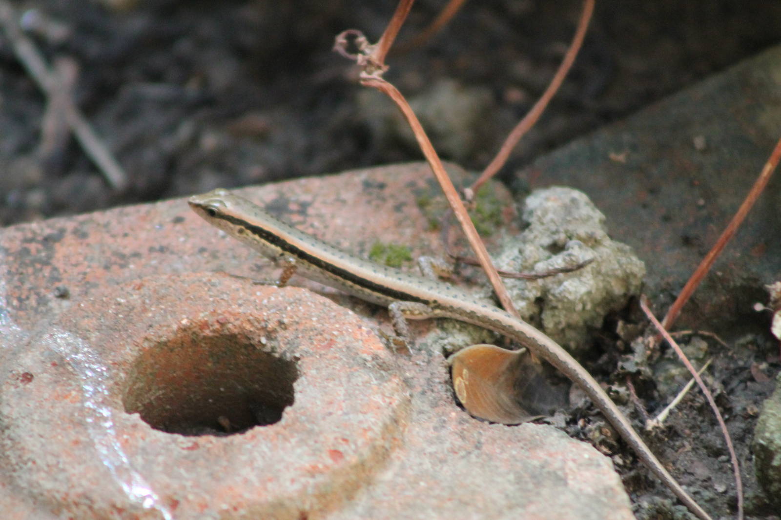spotted forest skink (Sphenomorphus maculatus)
