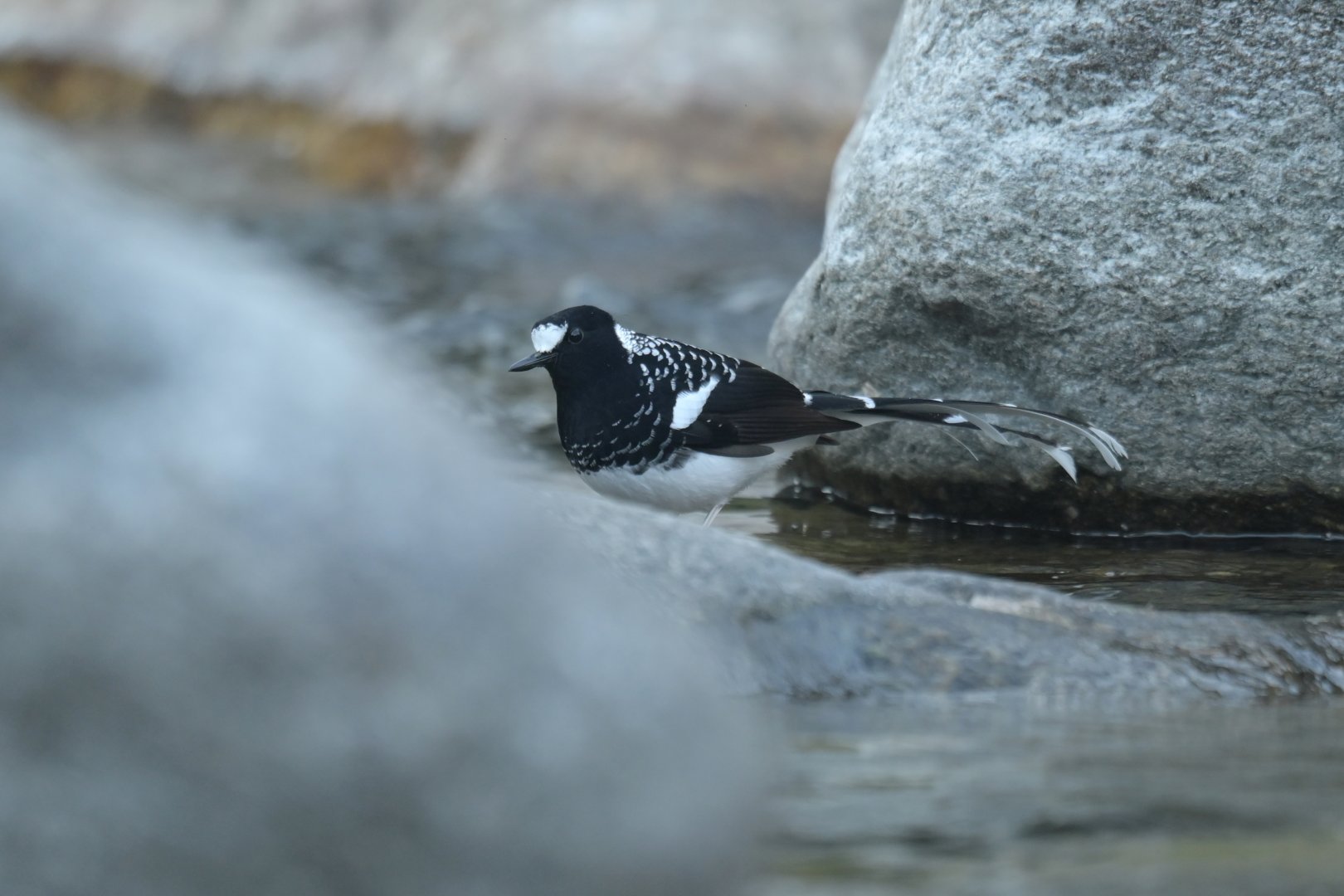 Spotted Forktail Enicurus maculatus