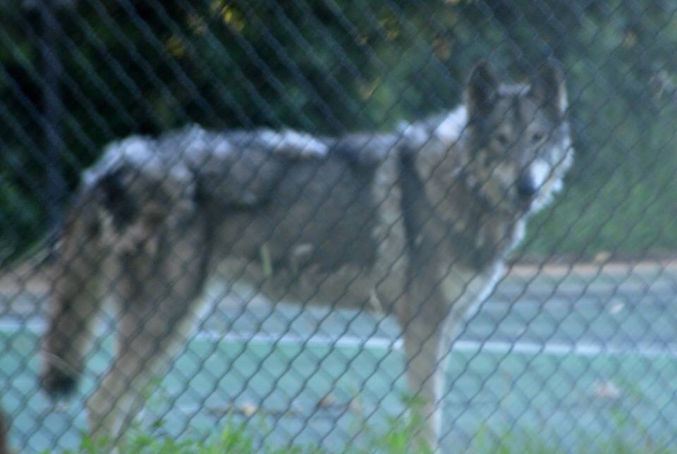 Spotted, from the road, in a fenced enclosure on private property in Ingrah