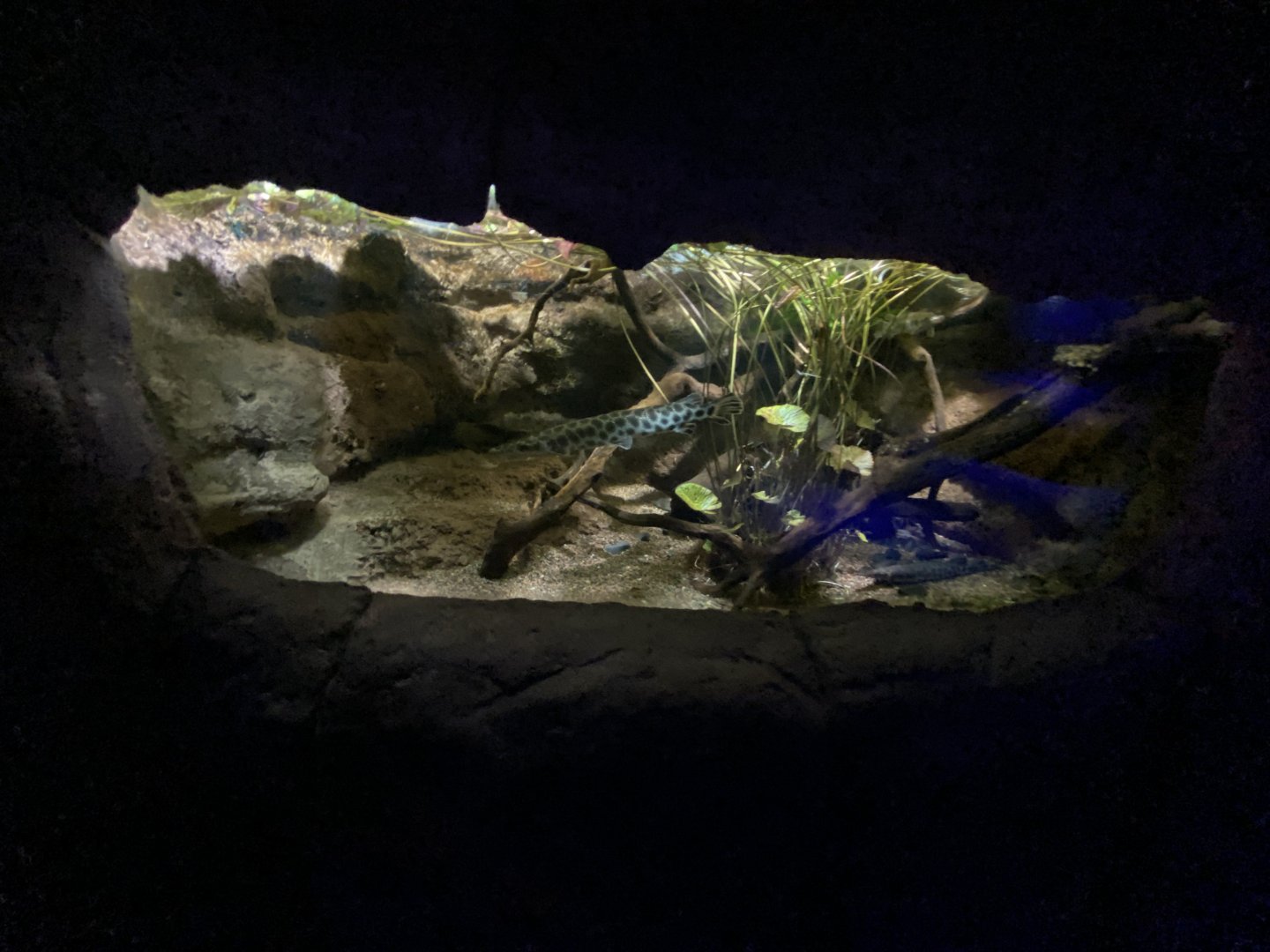 Spotted gar aquarium