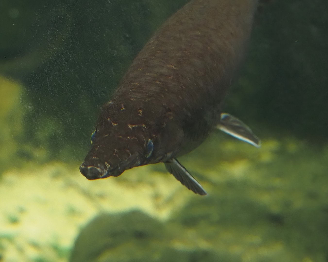 Spotted gar (Lepisosteus oculatus), 2024-06-30