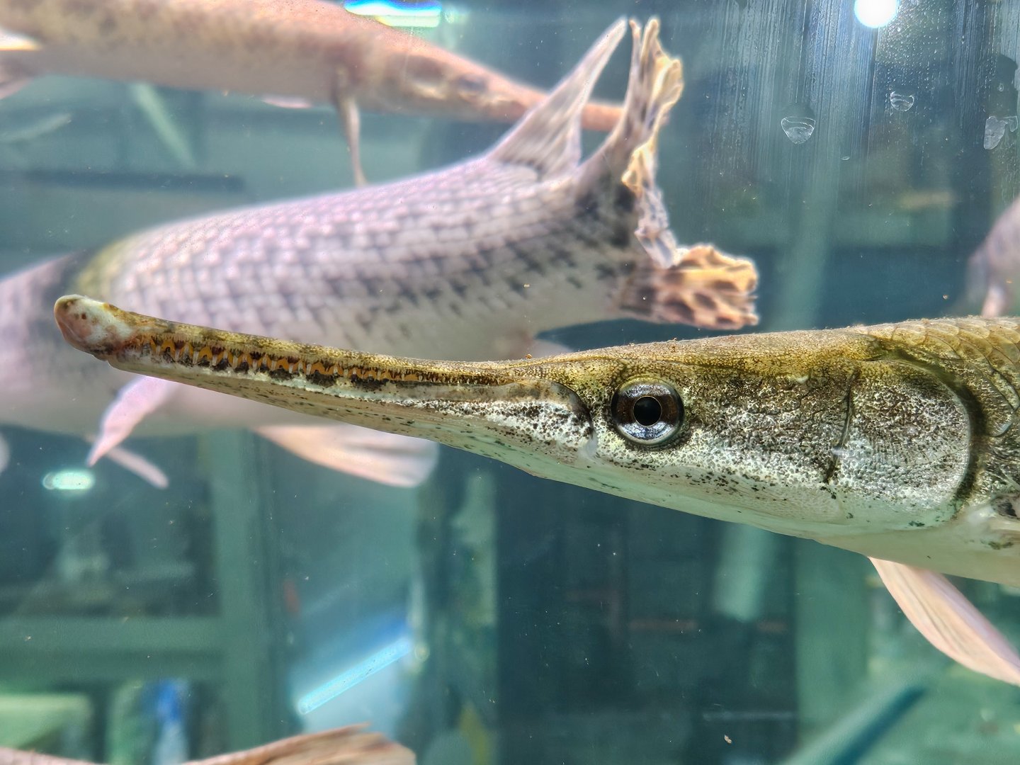 Spotted Gar (Lepisosteus oculatus "Trinity River")