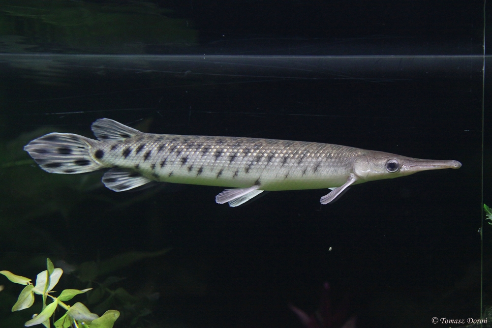 Spotted Gar (Lepisosteus oculatus)