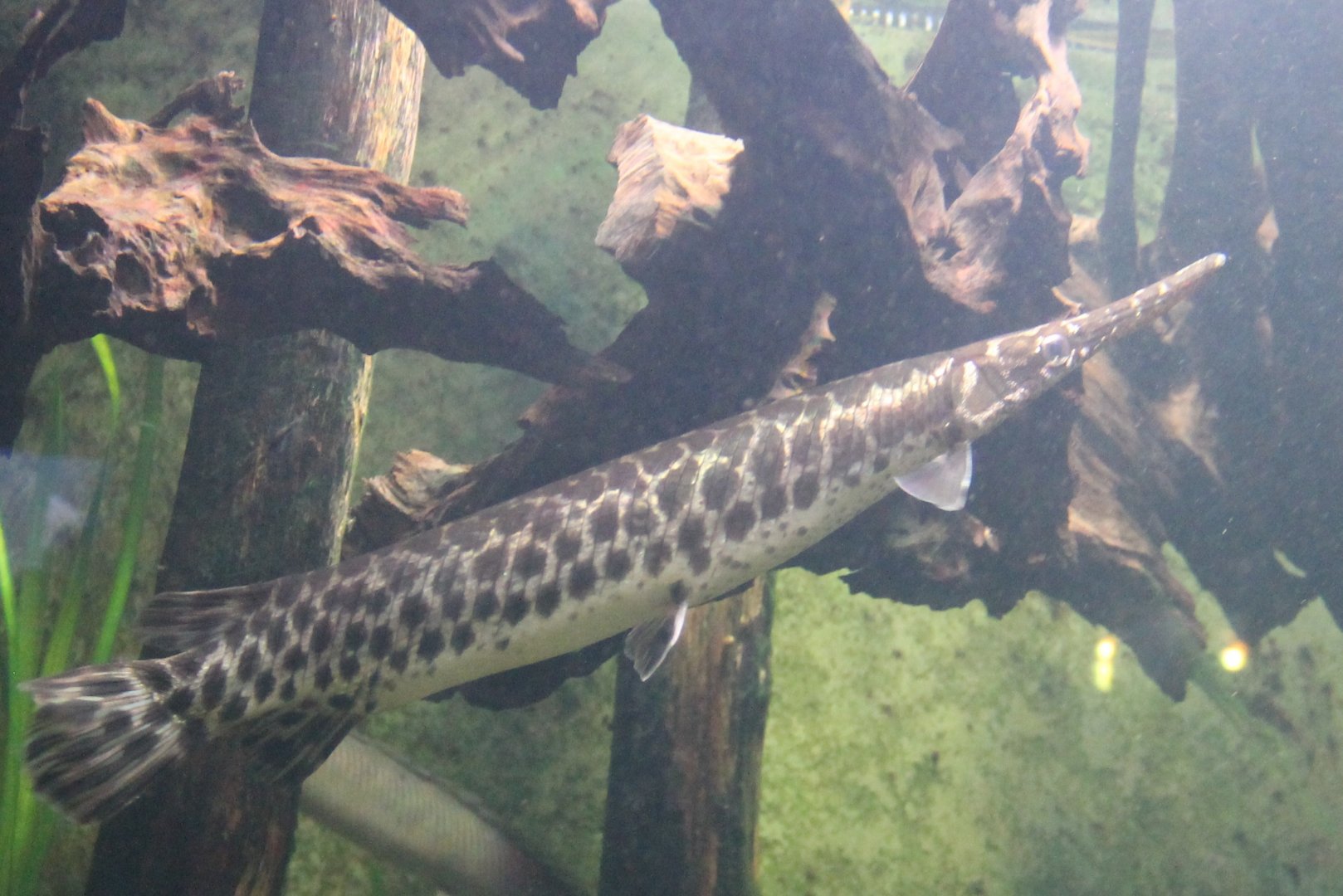 Spotted Gar (Lepisosteus oculatus)