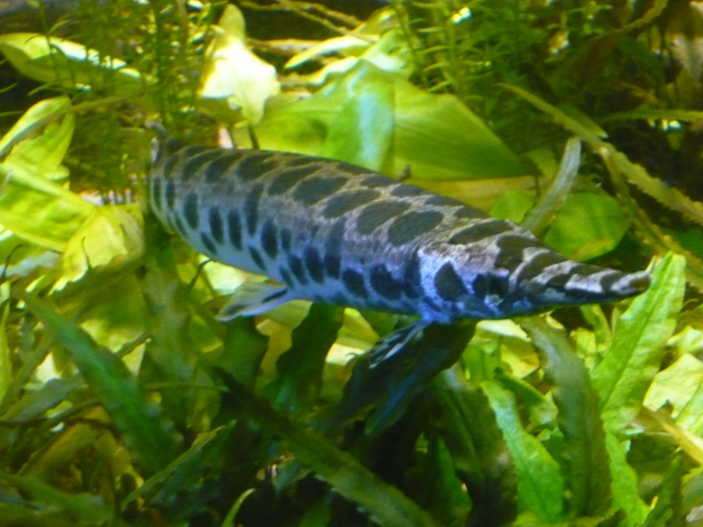Spotted gar (Lepisosteus oculatus)