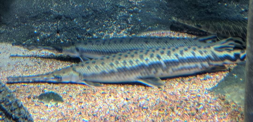 Spotted gar (Lepisosteus oculatus)