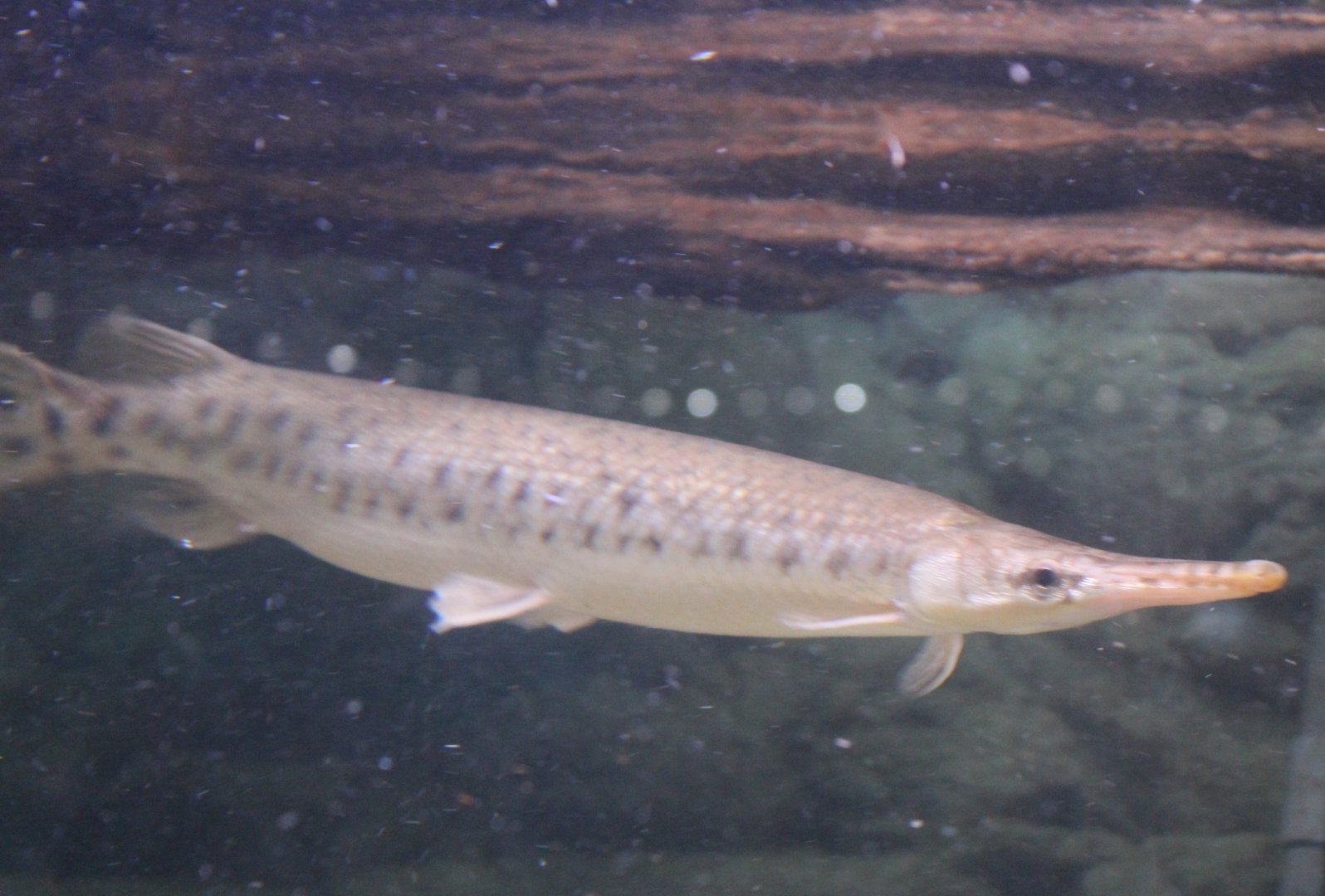 Spotted gar - Lepisosteus oculatus
