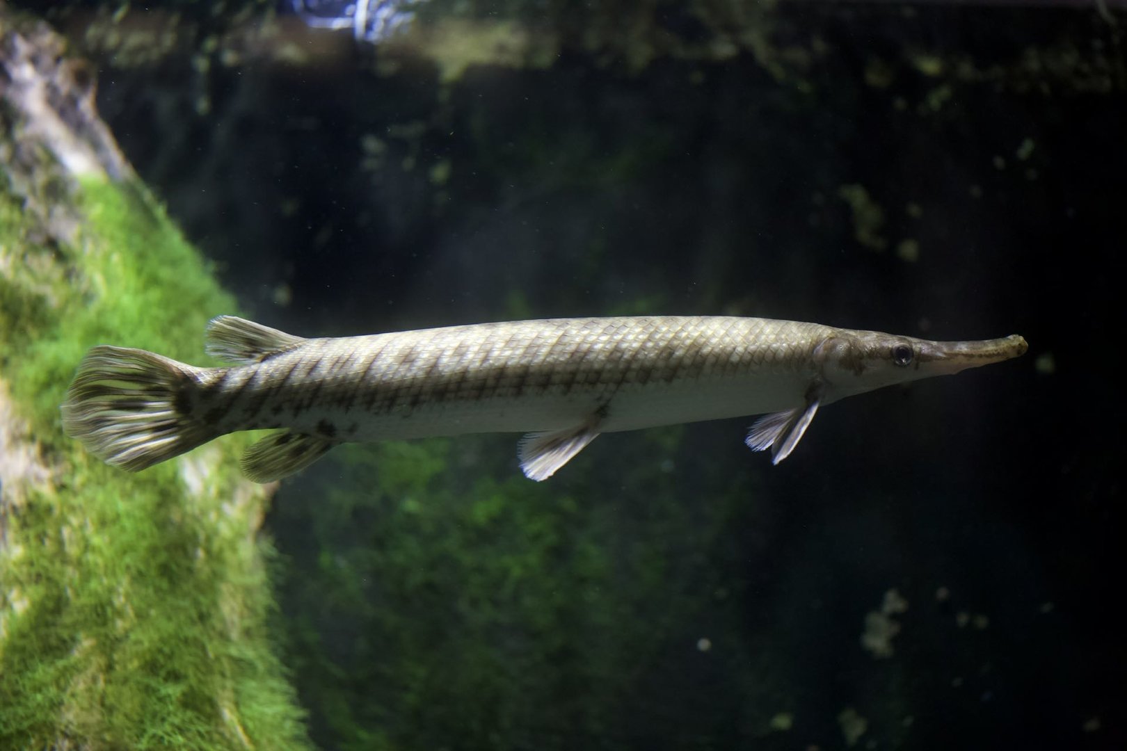 Spotted gar/ Lepisosteus oculatus