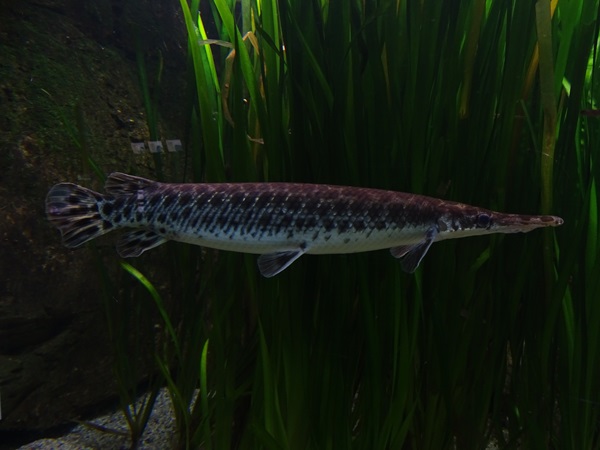 Spotted gar (Lepisosteus oculatus)
