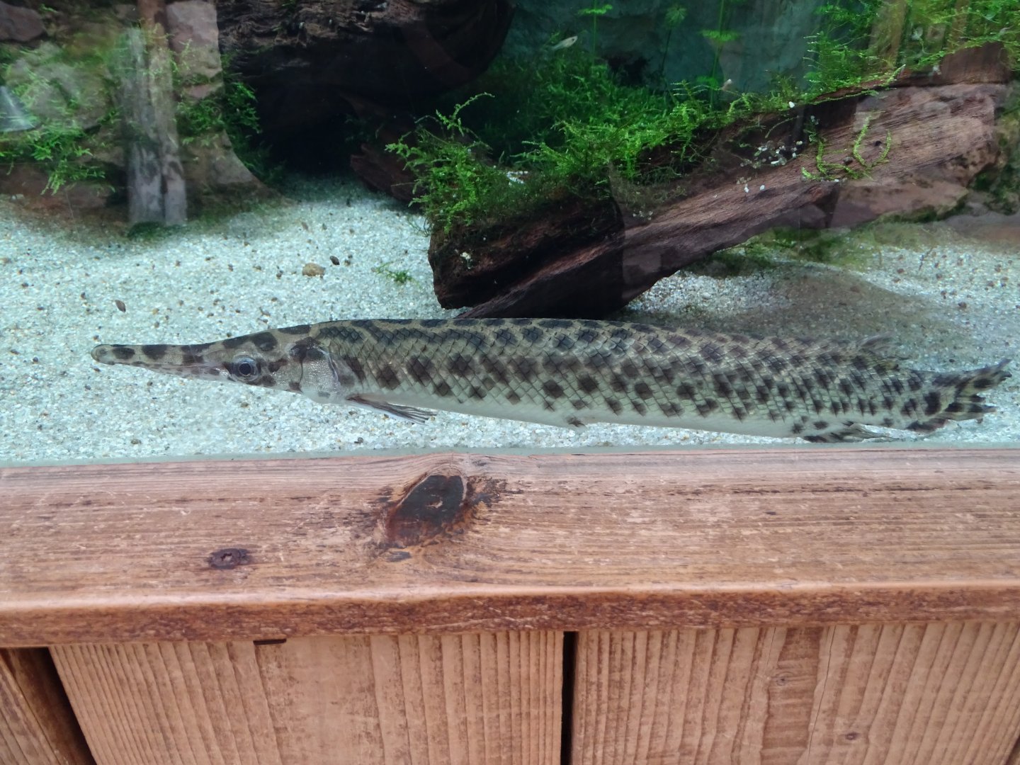 Spotted gar (Lepisosteus oculatus)