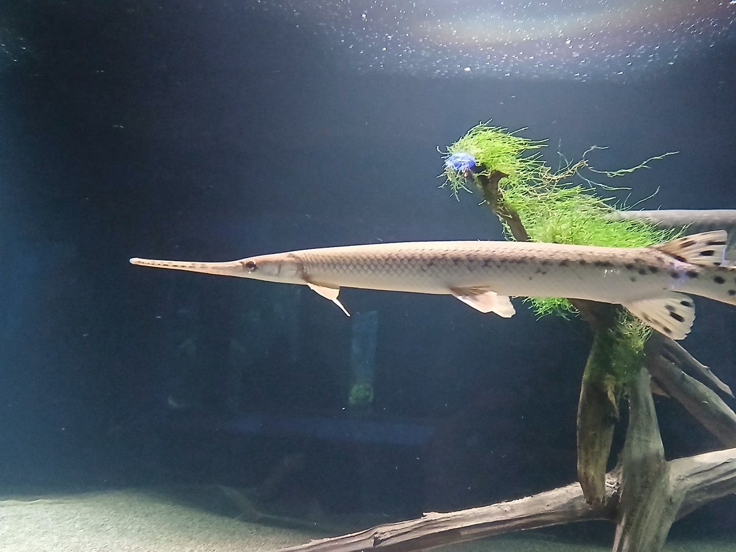 Spotted Gar - Seen Jan 29 2025