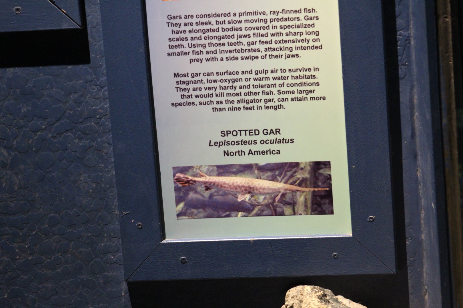 Spotted Gar Signage