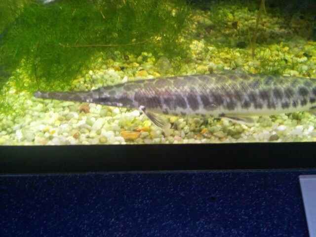 Spotted gar