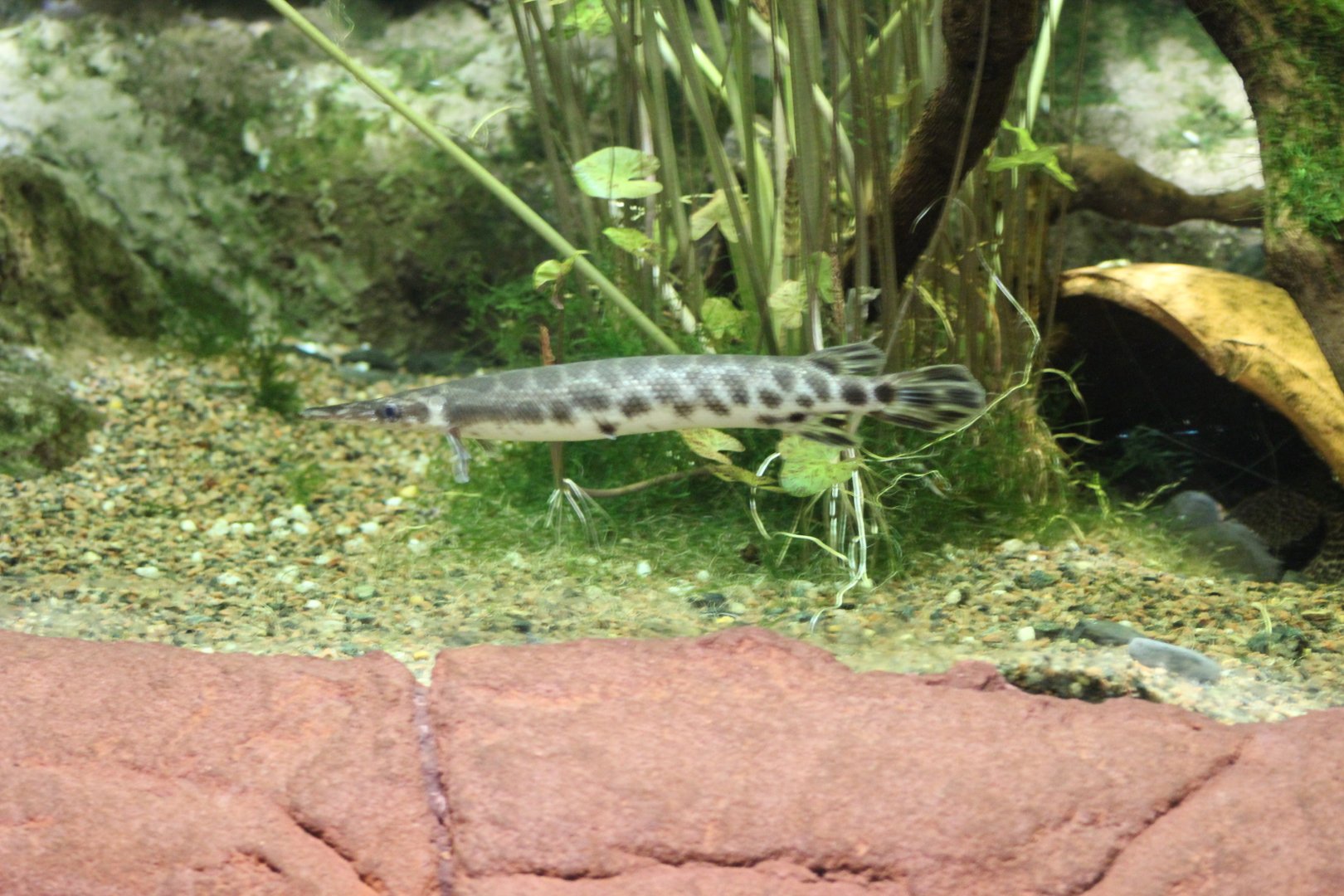 Spotted Gar