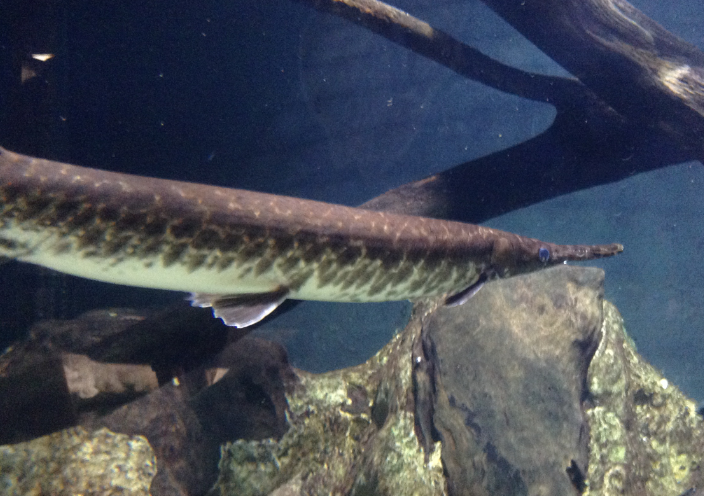 Spotted Gar
