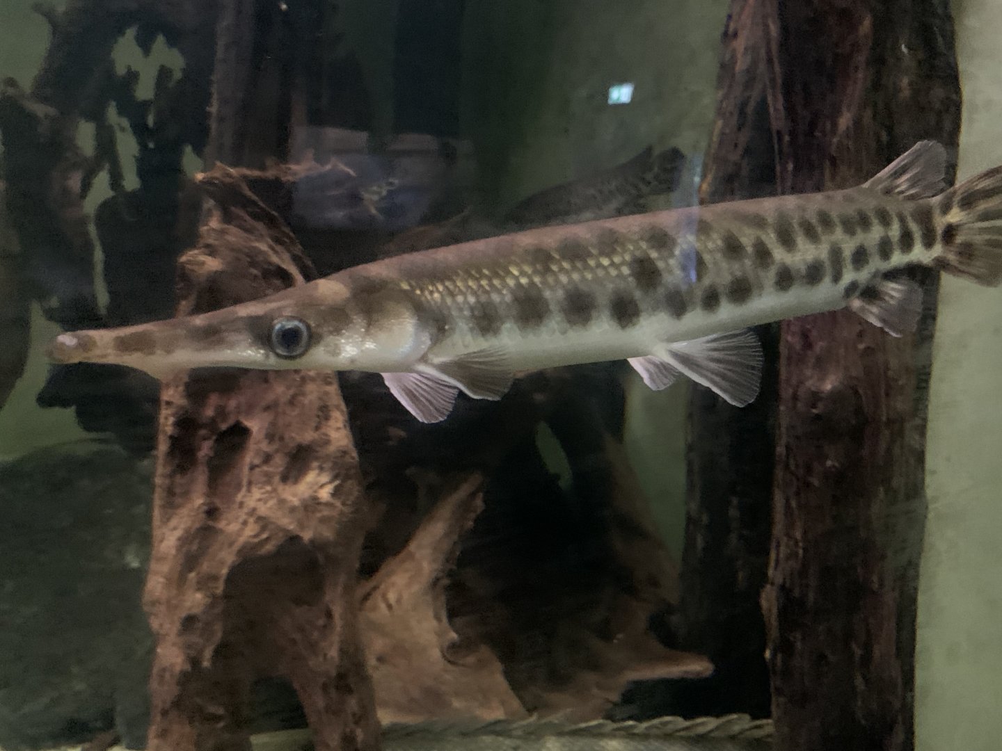 Spotted gar
