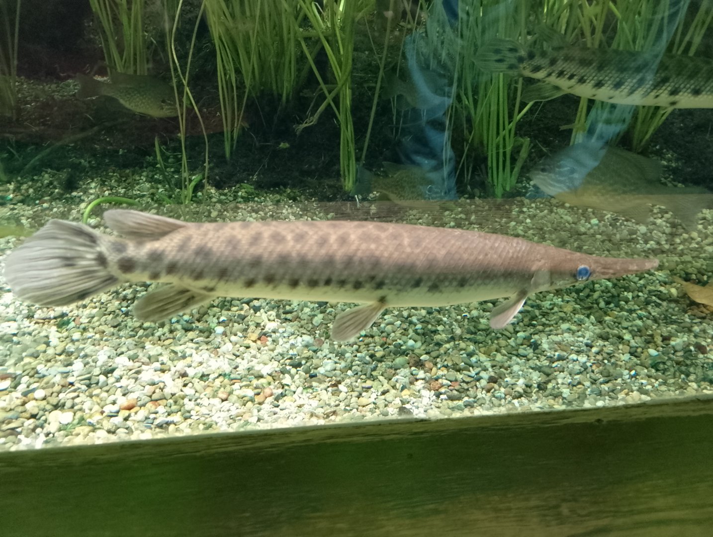 Spotted gar