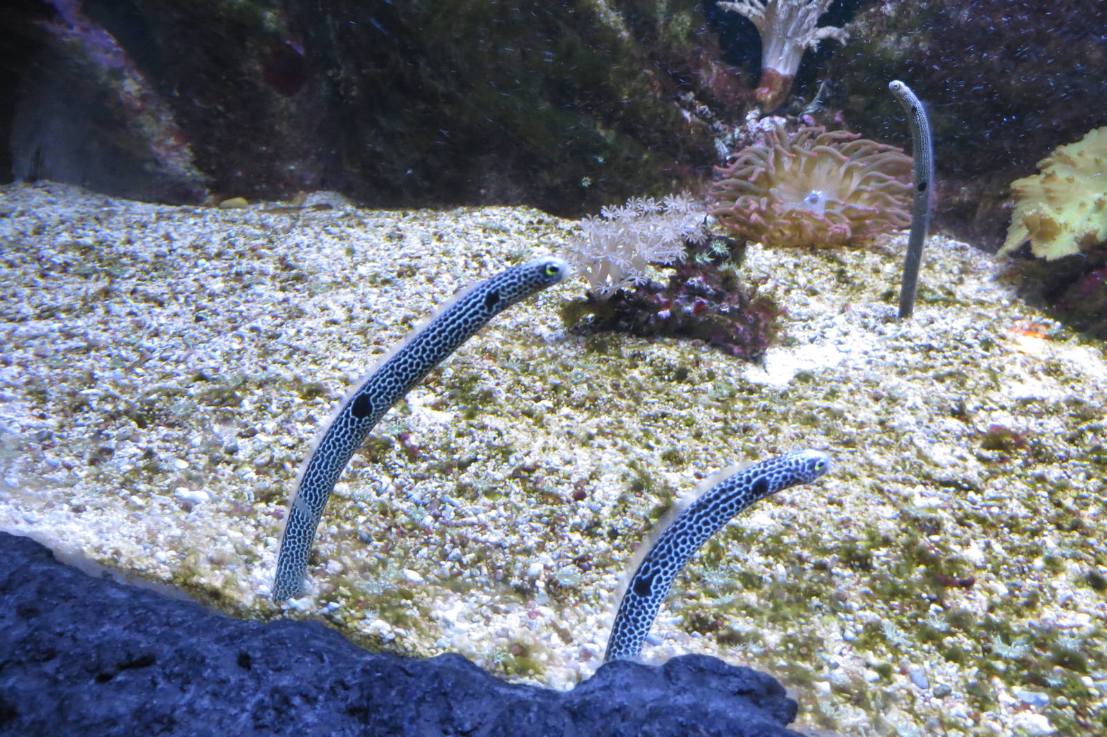 Spotted Garden Eel 140216