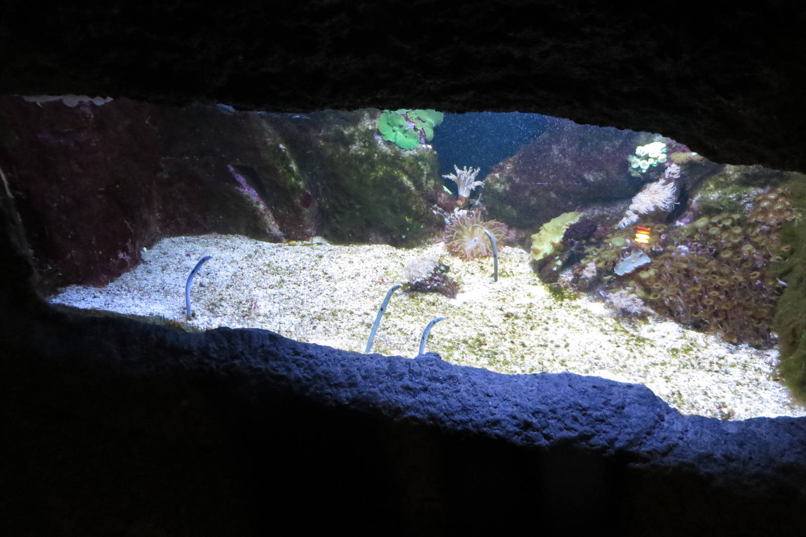 Spotted Garden Eel 140216