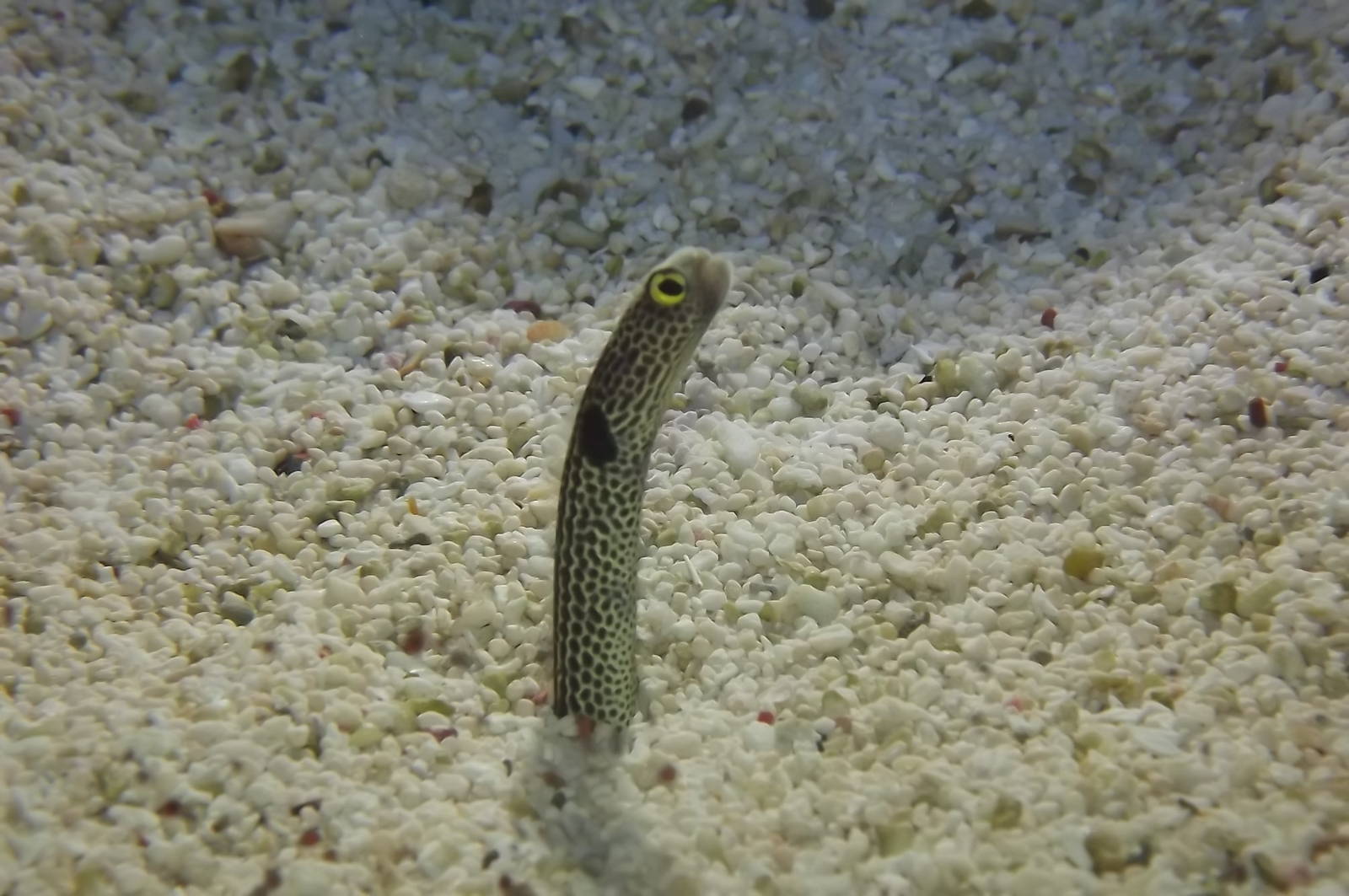 Spotted Garden Eel at SEA LIFE Blackpool 30/06/12