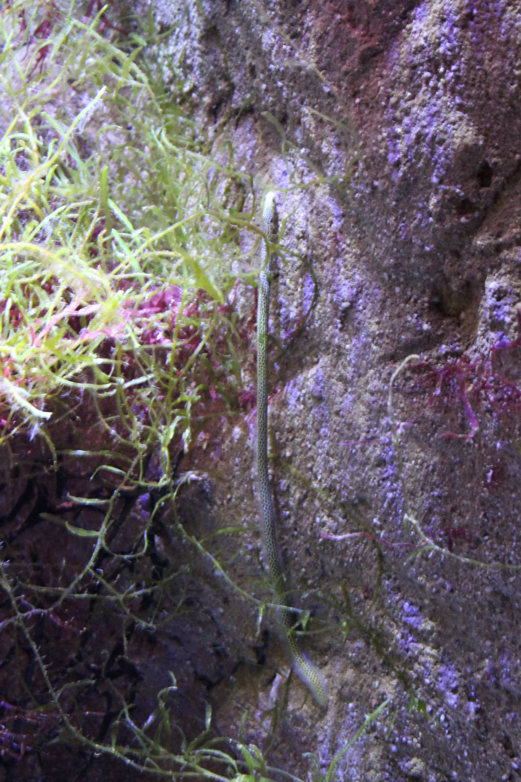 Spotted garden-eel - complete !