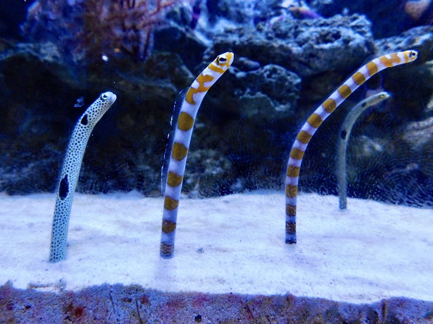 Spotted Garden Eel (Heteroconger hassi) and Splendid Garden Eel (Gorgasia preclara) - Itabashi Botanical Garden September 27, 2025