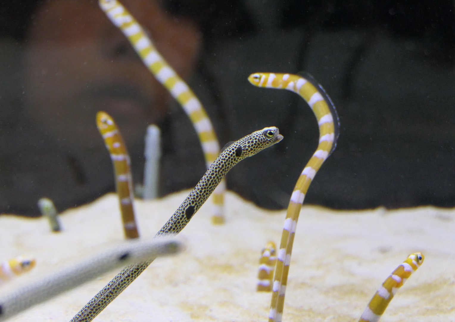 Spotted Garden Eel (Heteroconger hassi) and Splendid Garden Eel (Gorgasia preclara)