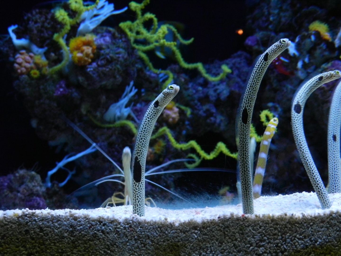 Spotted Garden Eel (Heteroconger hassi) at Oceanário de Lisboa, Portugal*