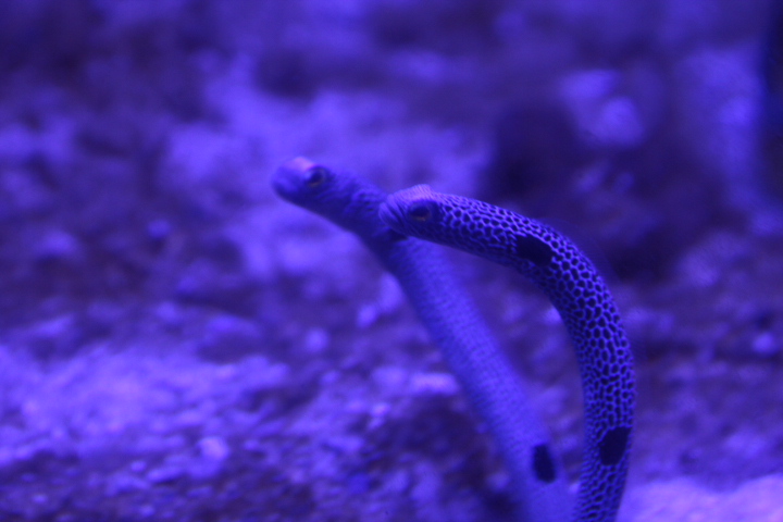 Spotted garden eel (Heteroconger hassi) - BXSea
