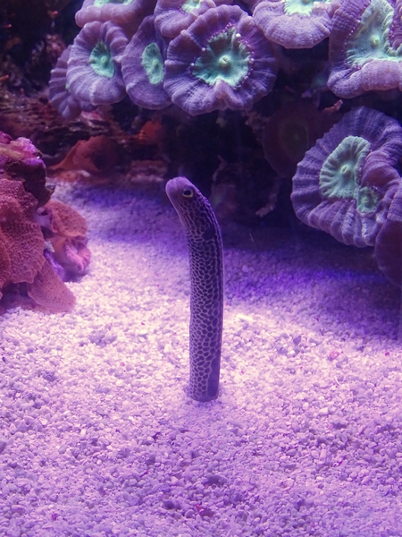 Spotted Garden Eel (Heteroconger hassi)
