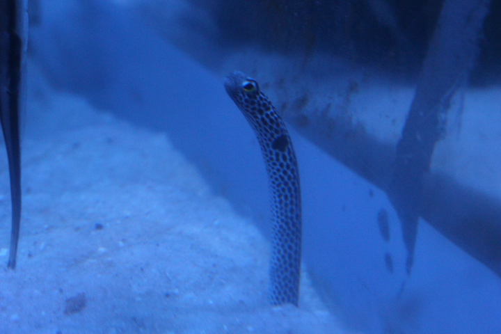 Spotted garden eel (Heteroconger hassi)