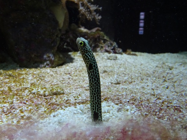 Spotted Garden Eel (Heteroconger hassi)