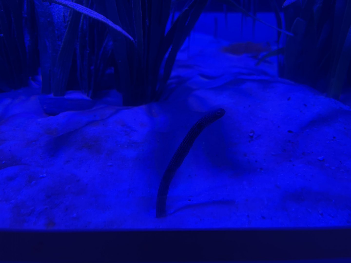 spotted garden eel (heteroconger hassi)