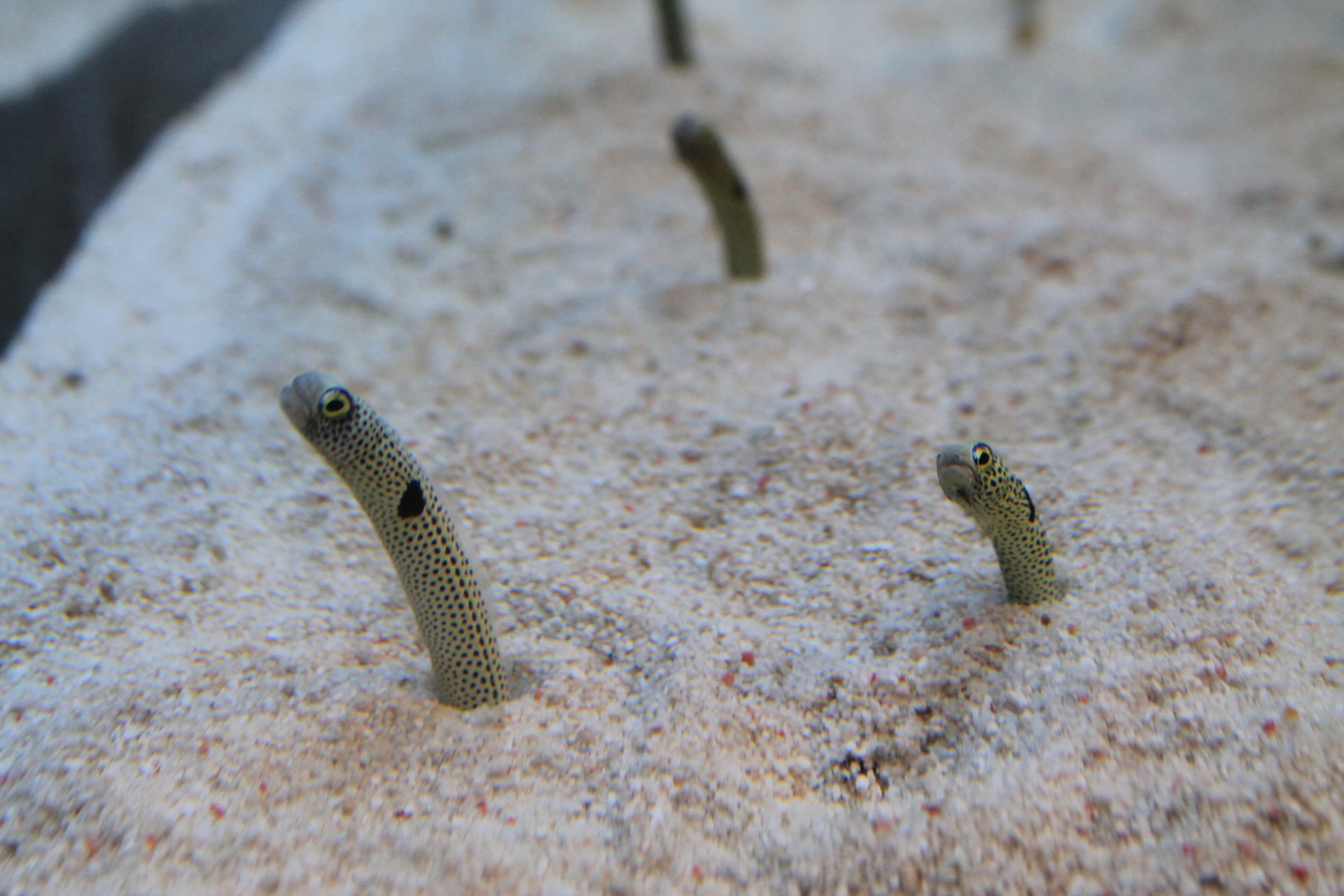 Spotted Garden Eel (Heteroconger hassi)