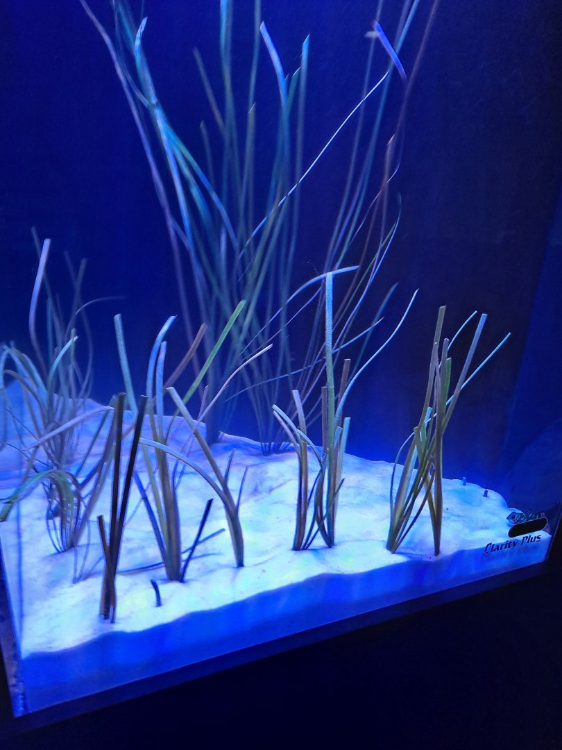 Spotted Garden Eel/Mandarinfish tank (4/19/25)