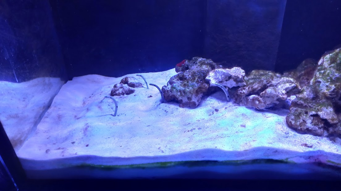 Spotted garden eel - São Paulo aquarium