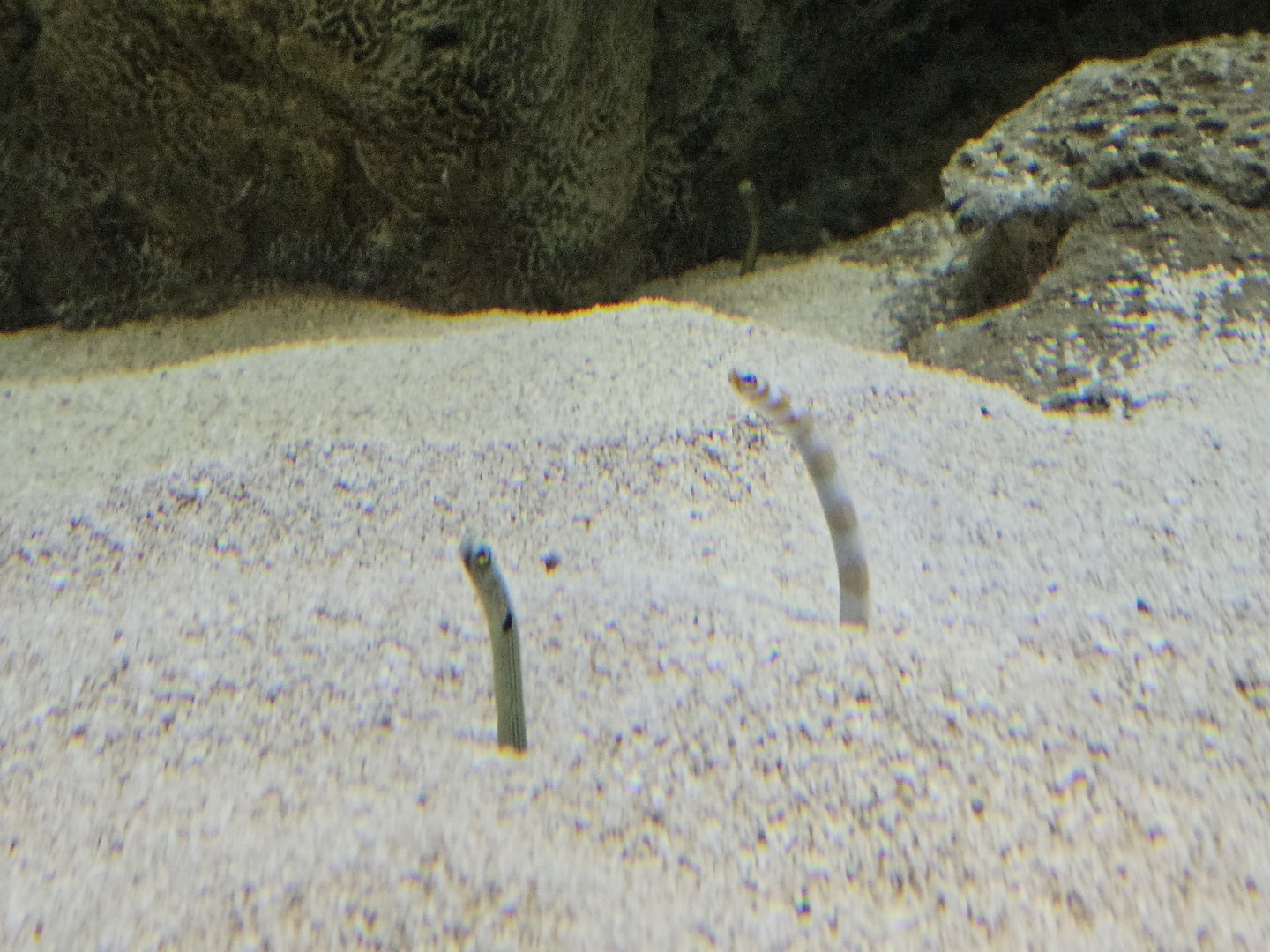 Spotted Garden Eel & Splendid Garden Eel